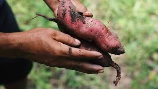 Canadian Federation Of Agriculture
