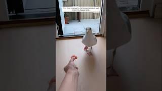 This man rescued a distressed seagull and then this happened...