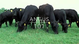 Certified Irish Angus Taste Test!