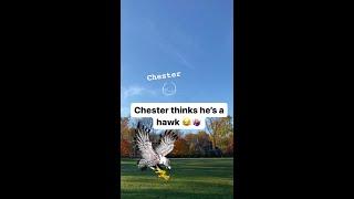 Chester barks like a dog and scares away 48 geese and 14 pigeons ‍️