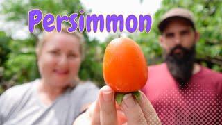 Saijo "THE BEST" Persimmon Taste Testing