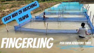 How to hatch tilapia fingerling without water change using probiotics | Fish farm adventure 3