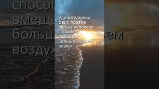 Дыхание науки: Почему правое лёгкое - настоящий чемпион? #факты