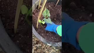 Так можно делать с любыми плетистыми растениями