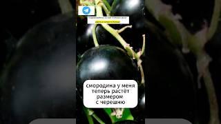 Копеечная подкормка, которая увеличивает размер и урожайность смородины!#дача #смородина #подкормка