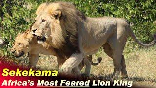 Sekekama : The Mightiest Lion of Africa | Sekekama - The King of The Marsh Pride