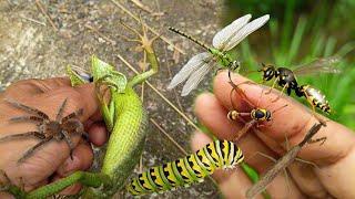 catch big chameleons, flying praying mantises, hornets and jumping spiders