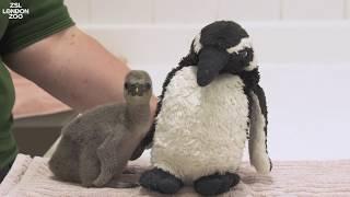 Premature penguin saved by heroic keepers at ZSL London Zoo