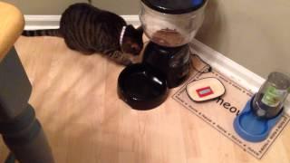 Cat vs le Bistro feeder