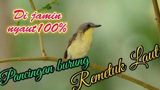 masteran/pancingan burung remetuk laut