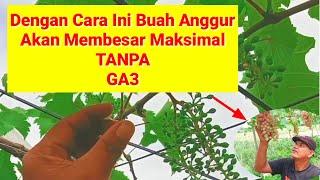 Cara Merawat Buah Anggur Supaya Buahnya Besar Maksimal