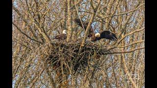 Bald Eagles