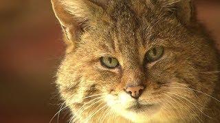 Die Wildkatze - Wildtier des Jahres 2018 | SWR | Landesschau Rheinland-Pfalz