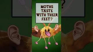 Moths can taste with their feet!