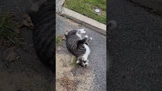 STRAY Cat ‍⬛️ does THIS to get Food Right MEOW! It is soooo darn CUTE  Please  & Comment, 