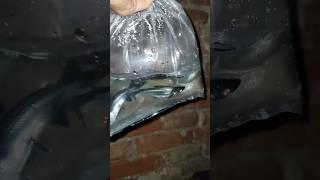 New Shark  fish add krdiya pond kr mein  #newfish #petsvlog #shorts