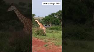 #girraffe #animals #wildlife #nature #facts #shorts #shortvideo #shortsfeed #knowledge #trending