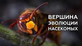 Вершина эволюции насекомых – ОСЫ, ПЧЁЛЫ, МУРАВЬИ