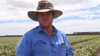 Ben Moloney on growing dryland cotton at Boomi