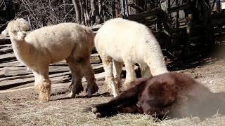 When tranquility is being disturbed - Animals - Nature, CANADA