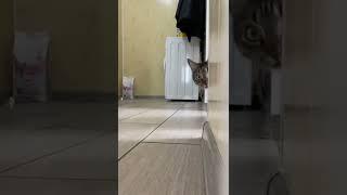 cat video#cat #catfancy#cutecat#nicecat