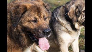 Caucasian Shepherd Dog with Spanish Mastiff | ANDY