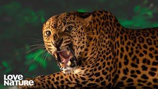 World's Largest Leopard Stalks Prey | Wild Sri Lanka: Realm of the Leopard