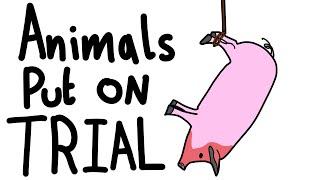 Animals Breaking The Law
