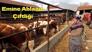 40 Adet Büyükbaş Çiftliği - Açıkbesi Sistemi Bakım Kolay #hayvancılık #açıkbesi #çiftlik