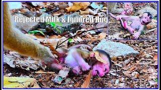 After Birth 6day old Mom rejected milk & ignored hug new baby monkey cry rolling upside down sadly