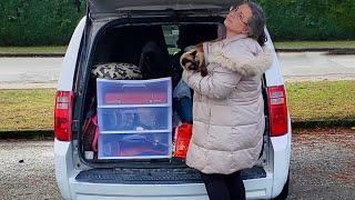 Moving Into a MINIVAN (With 3 Cats)