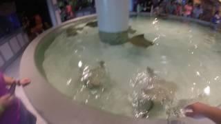 Kemah Boardwalk Aquarium 02