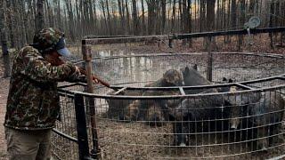 First catch of 2025. Trap full of GIANT wild hogs. Top 5 boar cutters.