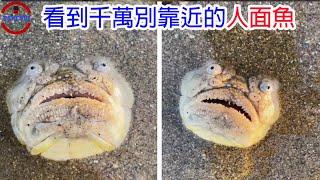 [短片真相] 驚人發現 !深海巨口異形 ! | 危險的海灘人面魚 | 水中詭異的棉花糖生物