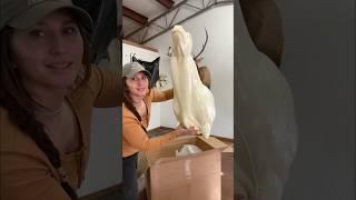 Taxidermy supply order!  #genesmithwhitetails #taxidermy #whitetaildeer #deer