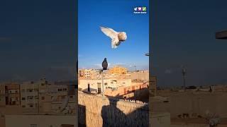 A Pigeon Stylish Touchdown ️.  #fakhribirds #pigeon #pigeonlover #kabootar #kabutar #kabootarbazi