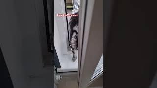А кто там?! #davydrus78 #rutube #кот #cat