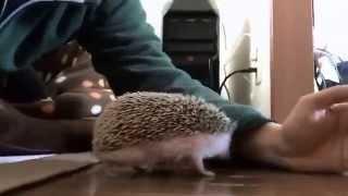 My Hedgehog Walking