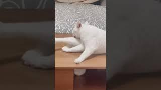 넘어졌지만 자연스러운 고양이 ( A cat that fell but looks natural ) #shorts