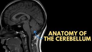 Anatomy of the cerebellum on MRI