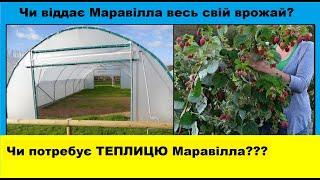 Малина Маравілла. Чи віддає весь свій врожай?! Чи потребує теплицю???