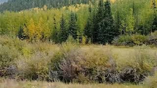 Fall leaf color/First week of fall/#roadtrippinUSA/Kenosha Pass Road Colorado