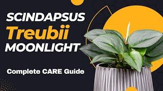 Scindapsus Treubii Moonlight COMPLETE CARE | MOODY BLOOMS