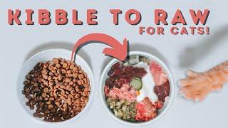 How To Switch Your Cat To A Raw Diet | The Ultimate Guide