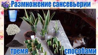 Размножение сансевьерии (сансевиера, сансивьерия, Sansevieria) тремя способами  в домашних условиях.