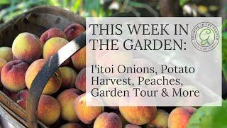 THIS WEEK IN THE GARDEN: I'itoi Onions, Potato Harvest, Peaches, Garden Tour & More