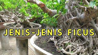 Jenis Bahan Bonsai Ficus Ukuran Besar