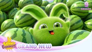 The Great Watermelon Game - SUNNY BUNNIES | BRAND NEW EPISODE | Season 9 | Cartoons for Kids