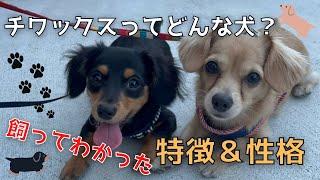 【vlog】チワックスってどんな犬？見た目と性格の特徴【チワックス 子犬】