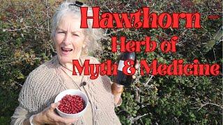 Hawthorn - Herb of Myth and Medicine